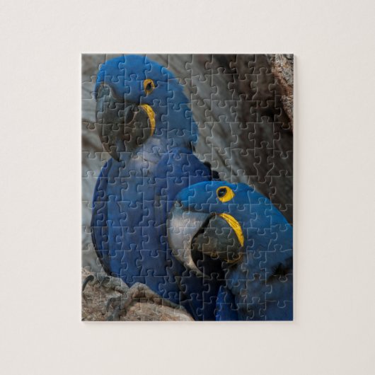 Twee Hyacinth Macaws, Brazilië Legpuzzel (Verticaal)