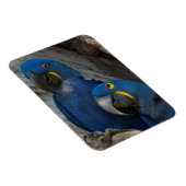 Twee Hyacinth Macaws, Brazilië Magneet (Rechterzijde)
