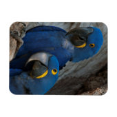 Twee Hyacinth Macaws, Brazilië Magneet (Horizontaal)