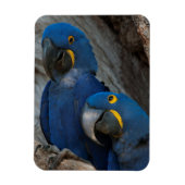 Twee Hyacinth Macaws, Brazilië Magneet (Verticaal)