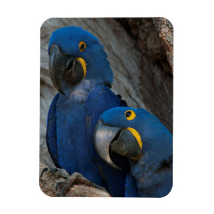 Twee Hyacinth Macaws, Brazilië Magneet