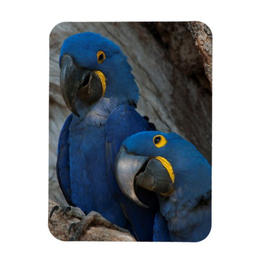 Twee Hyacinth Macaws, Brazilië Magneet (Verticaal)