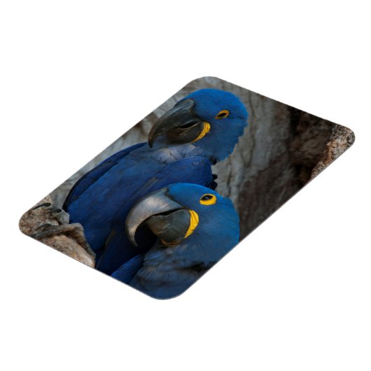 Twee Hyacinth Macaws, Brazilië Magneet (Linkerzijde)