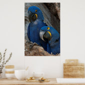 Twee Hyacinth Macaws, Brazilië Poster (Keuken)