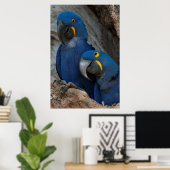 Twee Hyacinth Macaws, Brazilië Poster (Thuiskantoor)