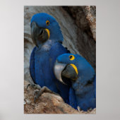 Twee Hyacinth Macaws, Brazilië Poster (Voorkant)