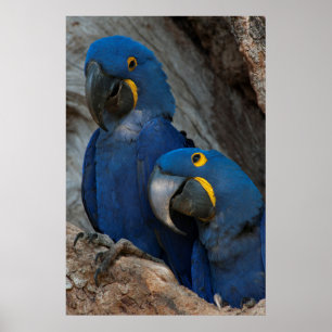 Twee Hyacinth Macaws, Brazilië Poster
