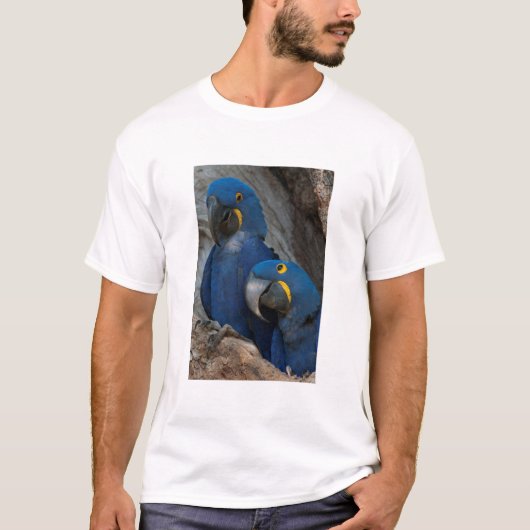 Twee Hyacinth Macaws, Brazilië T-shirt (Voorkant)