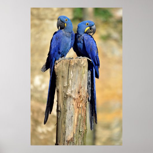 Twee hyacinth macaws poster (Voorkant)