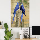 Twee hyacinth macaws poster (Thuiskantoor)