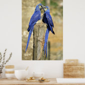 Twee hyacinth macaws poster (Keuken)