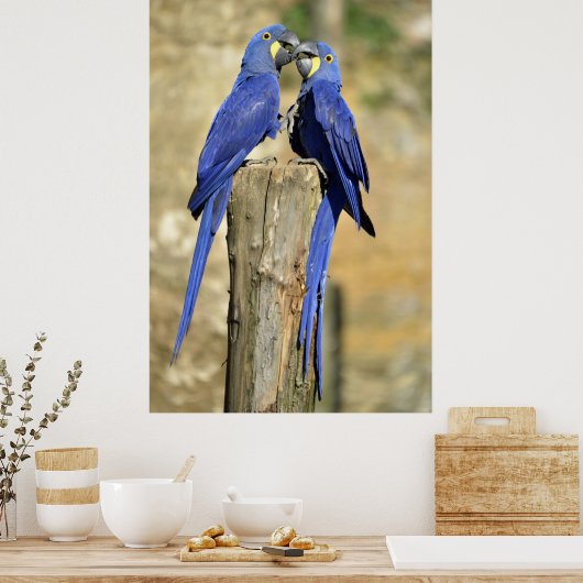 Twee hyacinth macaws poster (Keuken)
