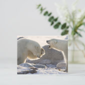 Twee ijsberen briefkaart (Staand voorkant)