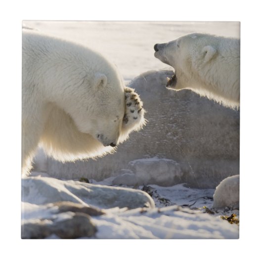 Twee ijsberen tegeltje (Voorkant)