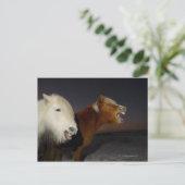 Twee IJslandse paarden Briefkaart (Staand voorkant)