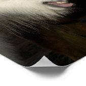 Twee IJslandse paarden Poster (Hoek)