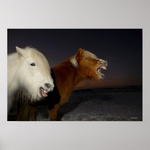 Twee IJslandse paarden Poster