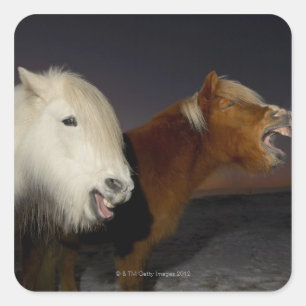 Twee IJslandse paarden Vierkante Sticker