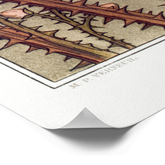 Twee  illustraties van Lizards Poster (Hoek)