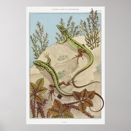 Twee  illustraties van Lizards Poster (Voorkant)