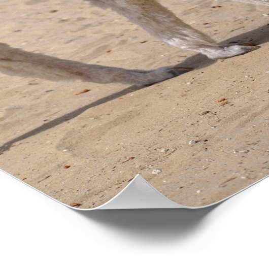 Twee jonge alfaba poster (Hoek)