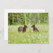 Twee jonge bruine beren in het Finse briefkaart (Voorkant / Achterkant)