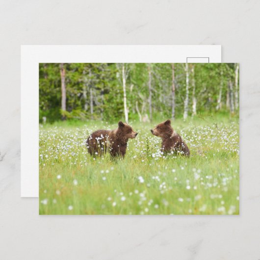 Twee jonge bruine beren in het Finse briefkaart (Voorkant / Achterkant)