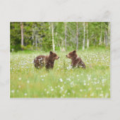 Twee jonge bruine beren in het Finse briefkaart (Voorkant)