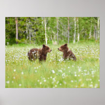 Twee jonge bruine beren vrienden poster