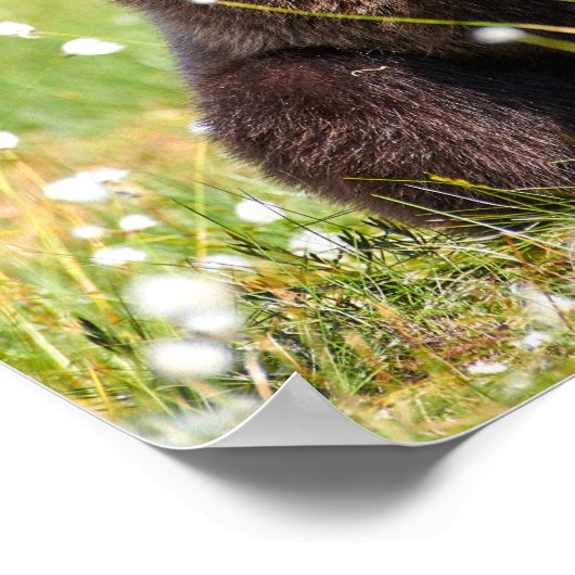 Twee jonge bruine beren zitten poster (Hoek)