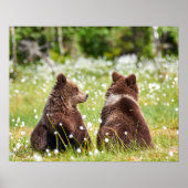 Twee jonge bruine beren zitten poster (Voorkant)