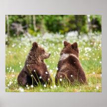 Twee jonge bruine beren zitten