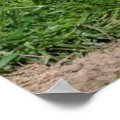 Twee jonge dingo's poster (Hoek)