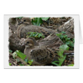 Twee jonge Doves (Voorkant Horizontaal)