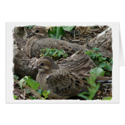 Twee jonge Doves (Voorkant Horizontaal)