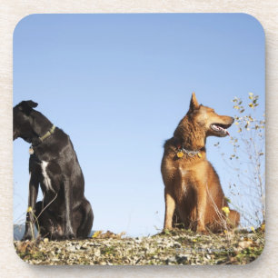 Twee jonge honden kijken in tegengestelde richting bier onderzetter