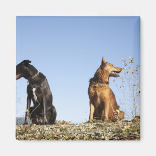 Twee jonge honden kijken in tegengestelde richting magneet