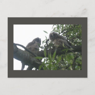 Twee Jonge Long-Ear Uilen DIY Briefkaart