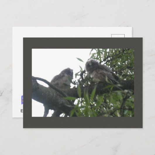 Twee Jonge Long-Ear Uilen DIY Briefkaart (Voorkant / Achterkant)