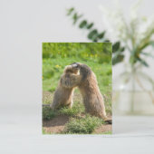 twee jonge marmos briefkaart (Staand voorkant)