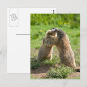 twee jonge marmos briefkaart (Voorkant / Achterkant)