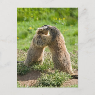 twee jonge marmos briefkaart