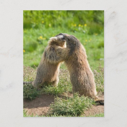 twee jonge marmos briefkaart (Voorkant)