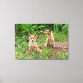 Twee jonge rode koeien in de Natuur Canvas Afdruk (Voorkant)