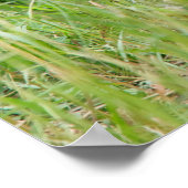 Twee jonge rode koeien in de Natuur Poster (Hoek)