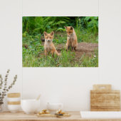 Twee jonge rode koeien in de Natuur Poster (Keuken)