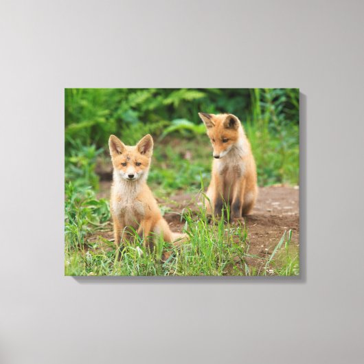 Twee jonge rode vossen in de natuur canvas afdruk (Voorkant)