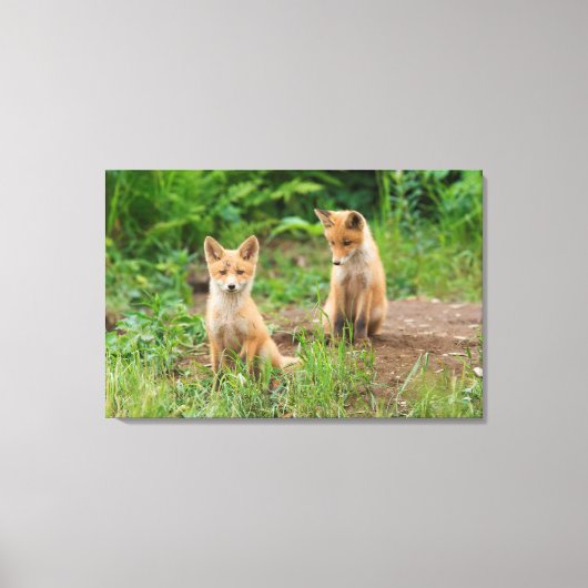 Twee jonge rode vossen in de natuur canvas afdruk (Voorkant)