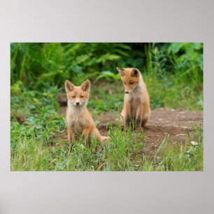 Twee jonge rode vossen in de natuur poster