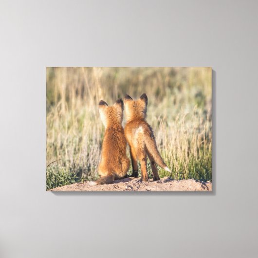 Twee jonge vossen canvas afdruk (Voorkant)